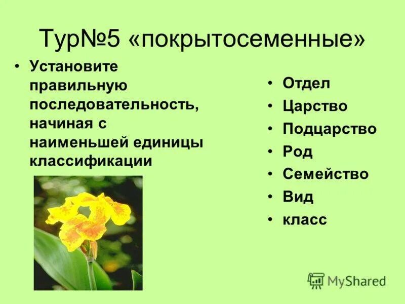 Признаки классов отделов покрытосеменные. Царство отдел класс семейство род вид. Царство отдел класс род вид растения. Систематика покрытосеменных растений. Покрытосеменные царство отдел класс род вид.