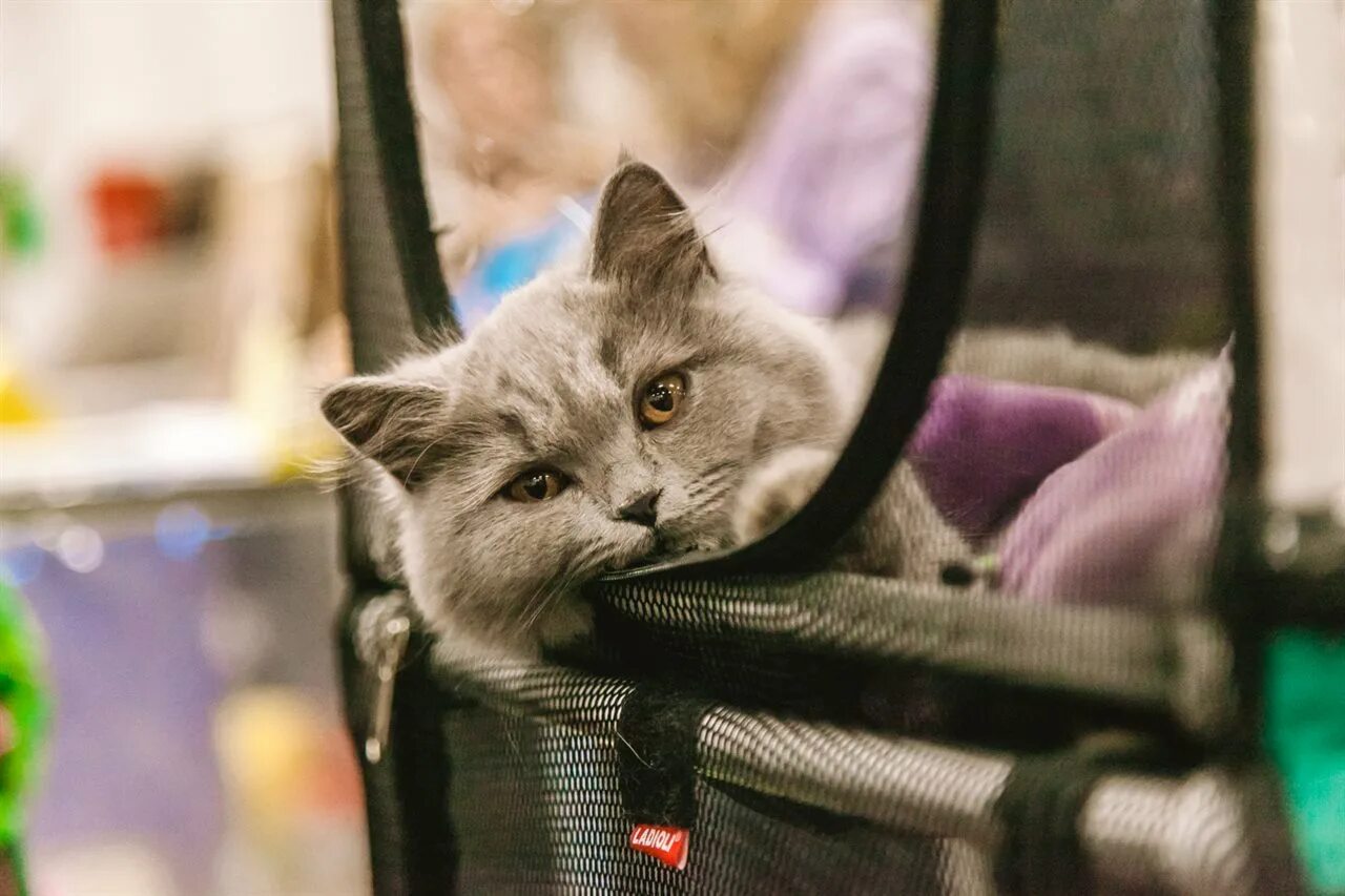 Spring cat show. Кошарики. Выставка кошарики. Кошарики шоу 2022. Кошарики шоу ВДНХ.