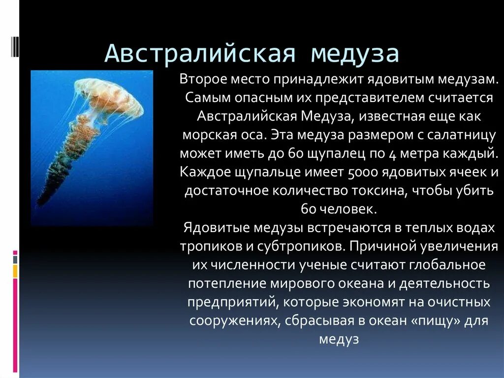 Медуза информация. Ядовитые медузы презентация. рассказ о медузе. самые опасные животные презентация. доклад о медузах.