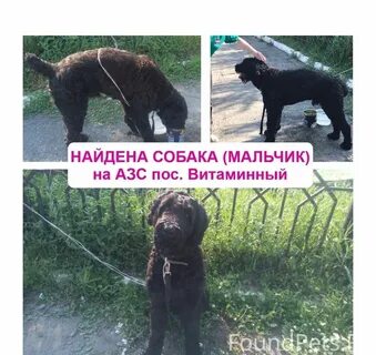 Хозяин найдись