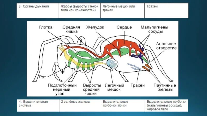 Пищеварительная система паукообразных черная вдова. Пищеварительная система паукообразных 7 класс биология. Внутреннее строение паукообразных 7 класс биология. Наружное пищеварение у пауков. Паукообразные паутинные железы