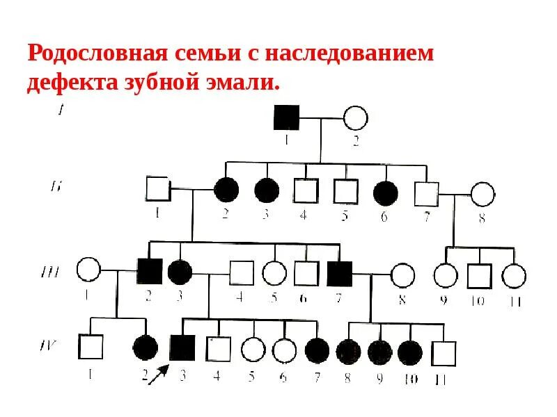 Схема родословной генетика. Схема родословной биология генетика. Генетические задачи на составление родословных. Генетика задачи родословная. Древо семьи биология генетика