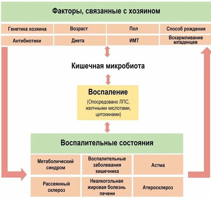 Микробиота как улучшить. Микробиота как улучшить