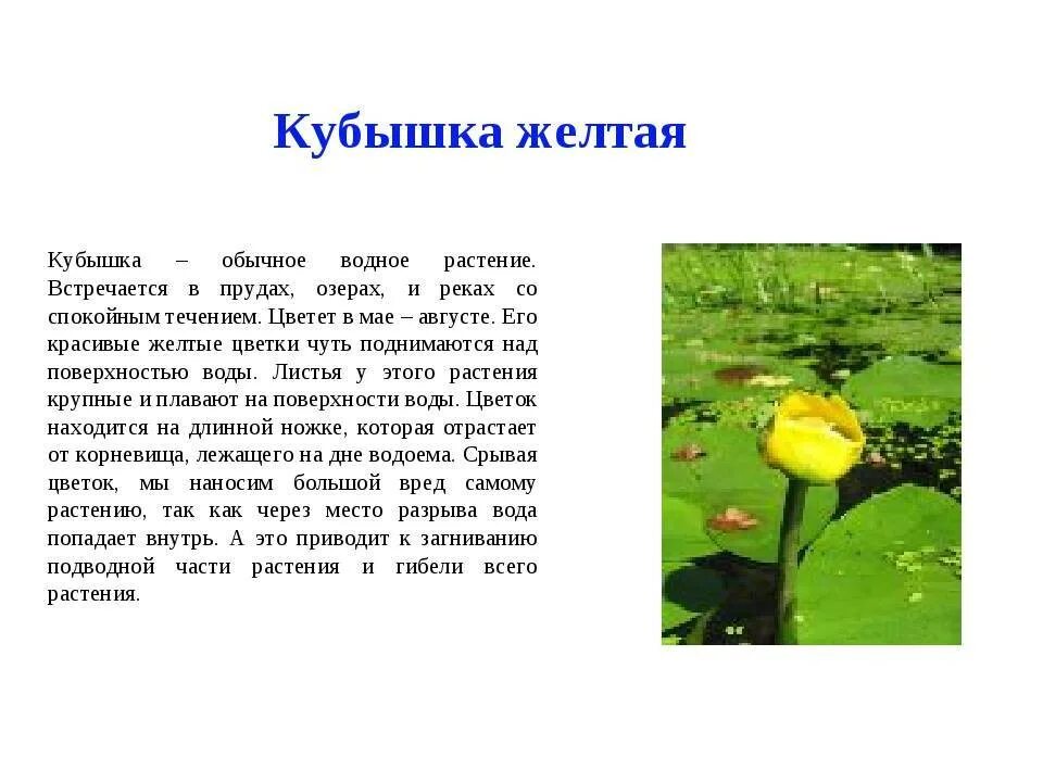 Кубышка жёлтая или кувшинка жёлтая: описание, фото-видео обзор