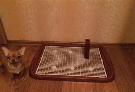 Чихуахуа пеленка