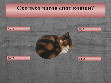 Сколько время в кота