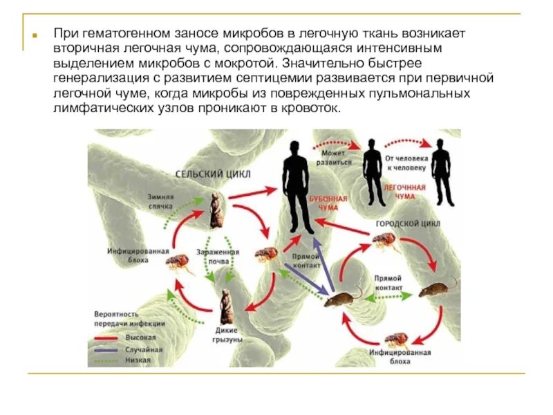 Чума источник инфекции. Пути передачи чумы 3 правильных ответа. Механизм и пути передачи чумы. Чума механизм передачи и пути передачи. Чума пути.