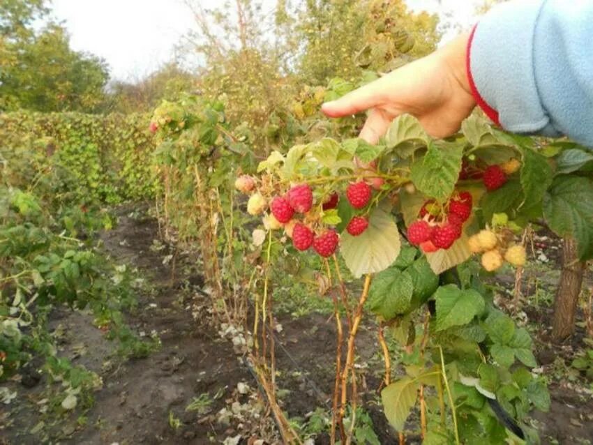 Ежевика плетистая. Шпалера для ремонтантной малины. Садовод садит малину. Ежемалина на шпалере. Черенки ежевики.