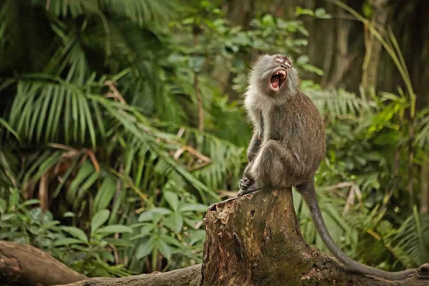 Jungle monkeys. Убуд Monkey Forest. Обезьяны в джунглях. Обезьяна в джунгял. Обезьянка в джунглях.