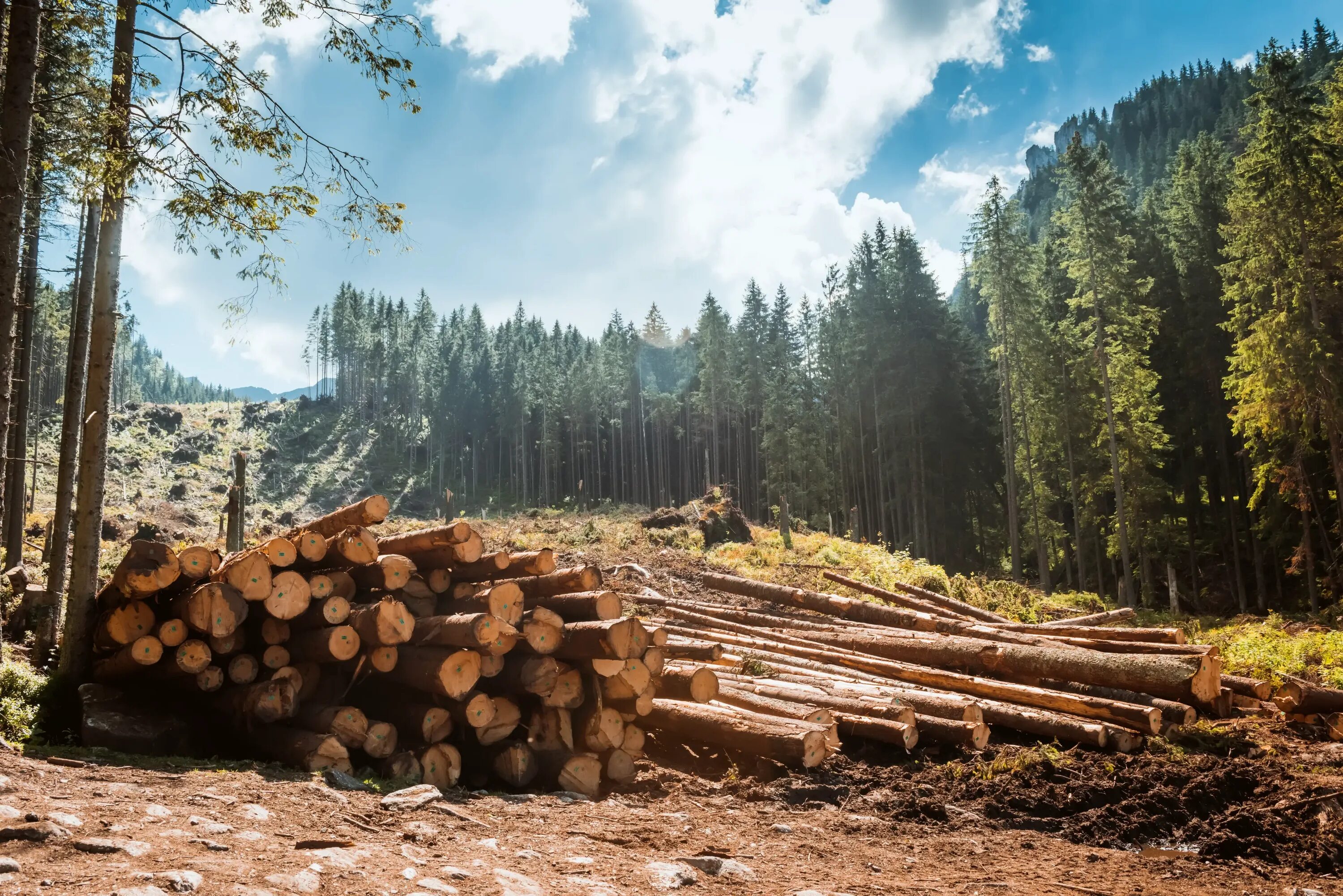 Лесное хозяйство Швеции. Лесные ресурсы. Природные ресурсы леса. Деревья тайги. Лесозаготовка страны