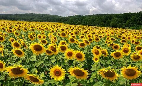 2 класс окружающий мир красота растений фоторассказ