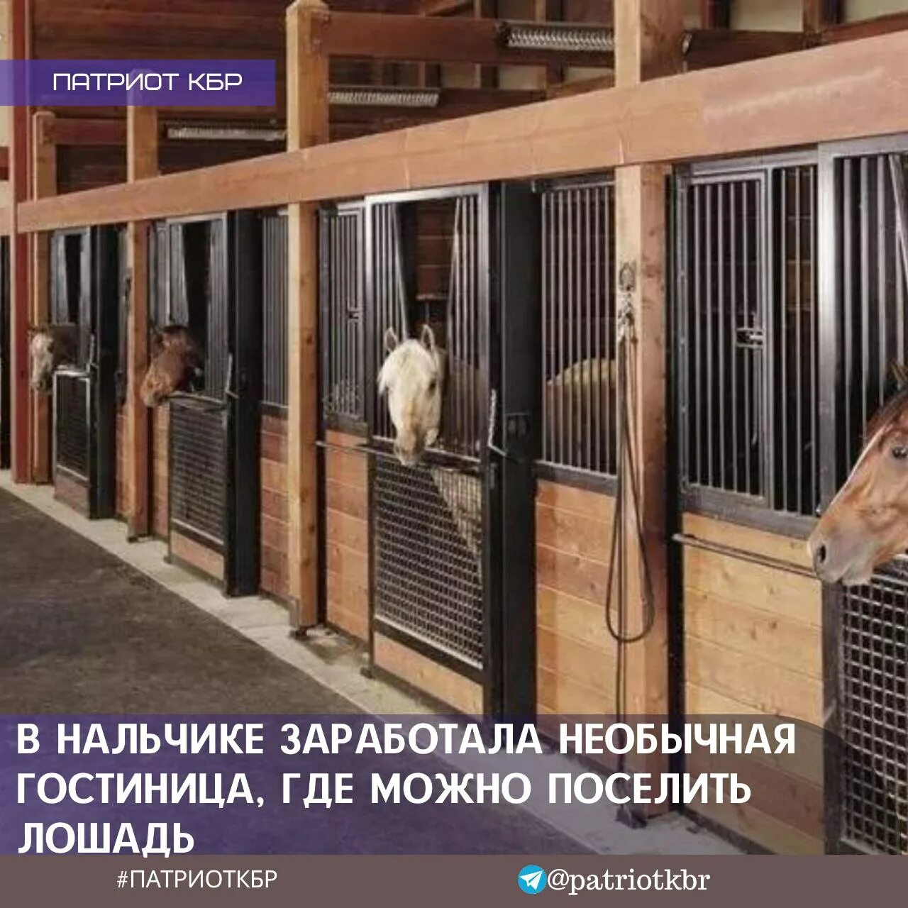Конюшня содержание лошадей. Конюшня шейха. королевские конюшни дубай. конюшня в эмиратах. конюшня в дубае фото.