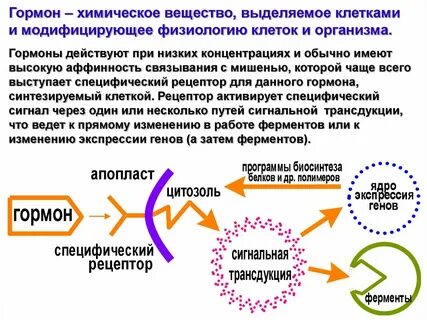 Гормоны химические соединения