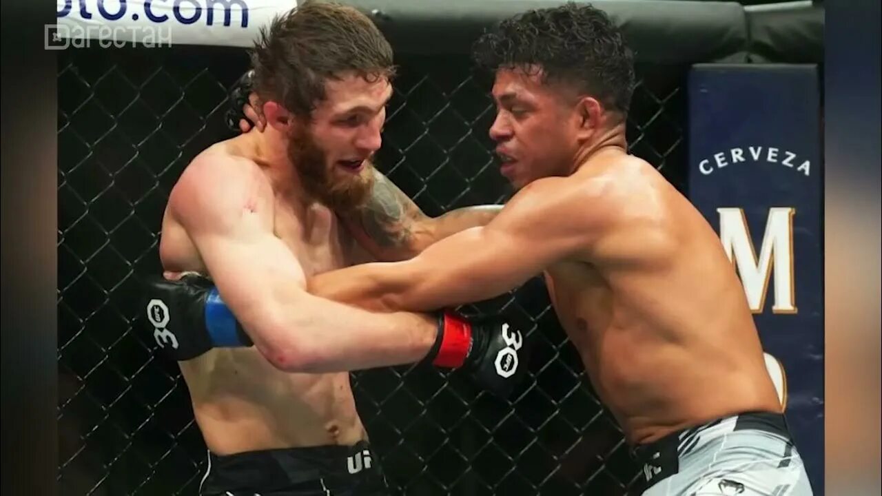 Саидов бой. Саид нурмагомедов. нурмагомедов бой. бойцы ufc.