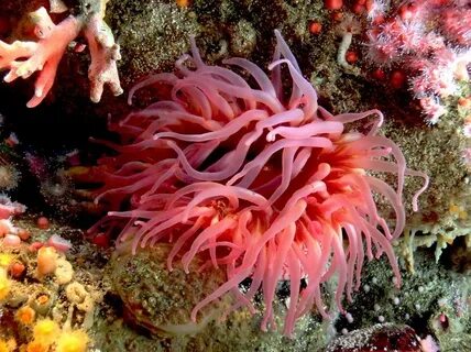 Коралловое море животные