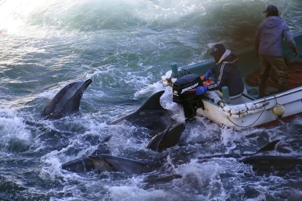 почему рыб убивают