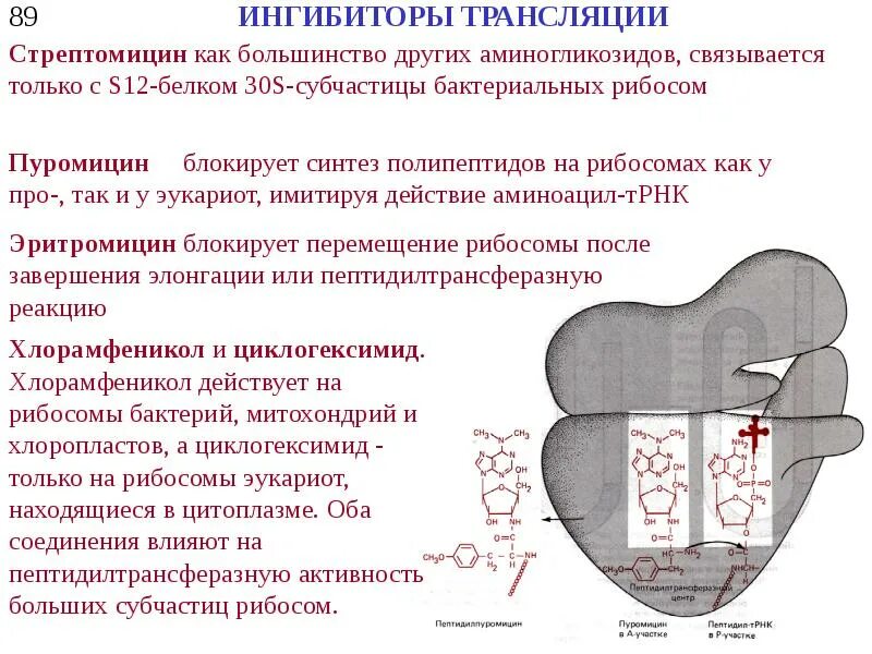Ингибирование это. Ингибирование транскрипции эукариот. ингибиторы трансляции биохимия. ингибиторы транскрипции эукариот. ингибиторы трансляции у бактерий.