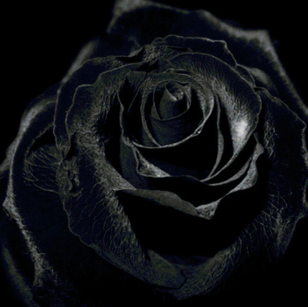 Черная рожден. Красивые черные картинки. Красивый черный цвет. Темные цветы.
