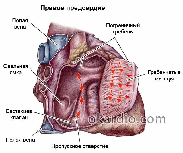 Евстахиева заслонка в правом предсердии. Клапан нижней полой вены (евстахиев клапан). Евстахиева заслонка в сердце. Евстахиева заслонка ЭХОКГ.