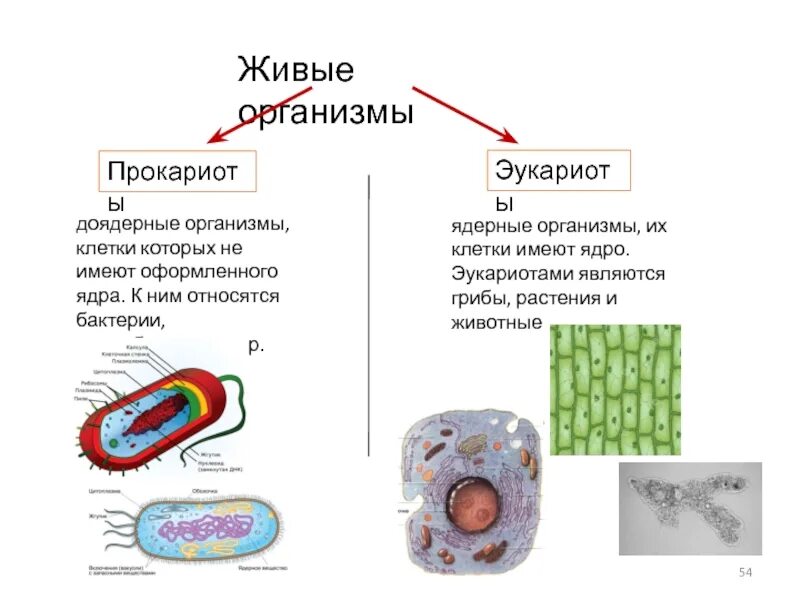 Все представители прокариоты бактерии растения. Все представители прокариоты бактерии растения
