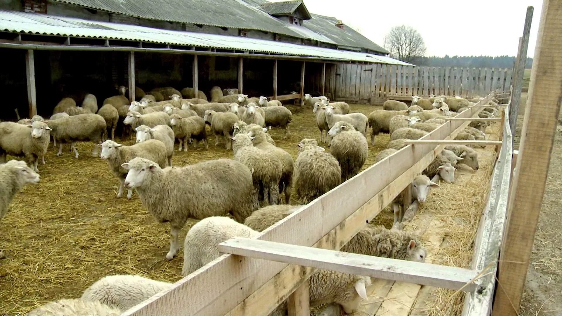 Продажа подсобных хозяйств. Овцеводство овчарня. Овчарня хлев. Стойлово-пастбищное для овец. Стойло для овец.