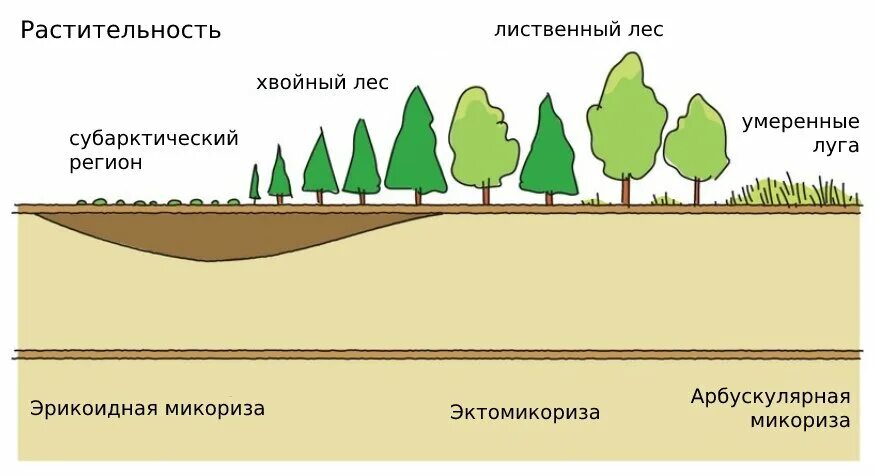 Общее расположение типов микоризы. Лесосад Дзен