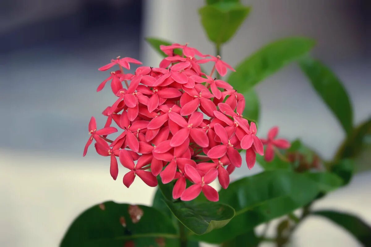 Разновидности комнатных растений. Рододендрон санга даля. Цветок даны. Какое домашнее растение выделяет больше кислорода. Цветок даны.