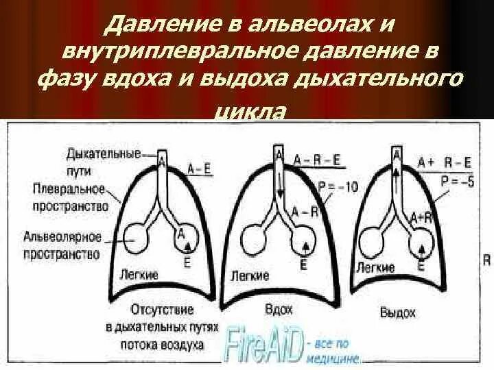 Давление в легких увеличивается при вдохе. Фазы вдоха и выдоха. Внутриплевральное давление при вдохе и выдохе. Альвеолярное давление. Изменение давления в легких при вдохе и выдохе.