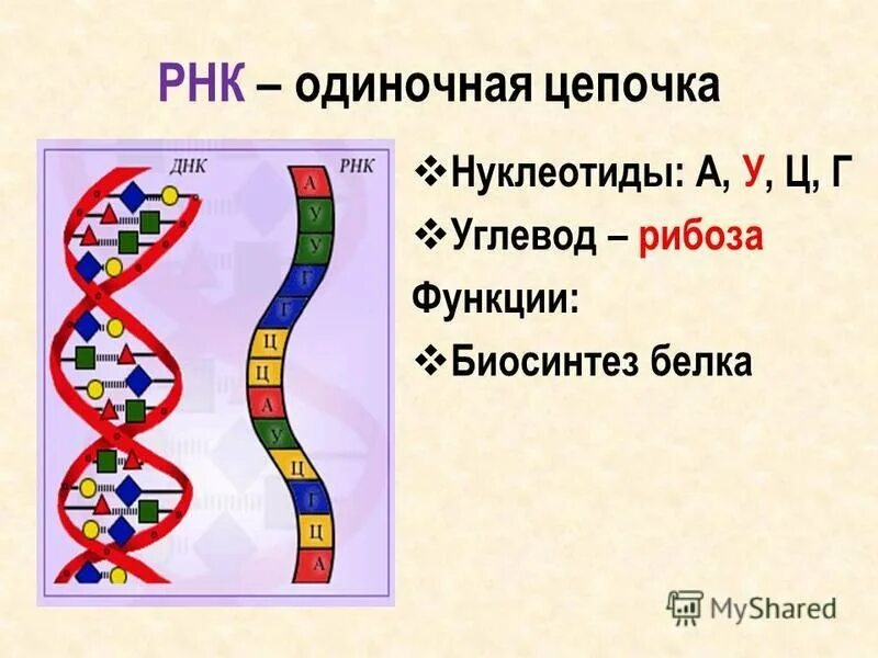 Цепочка ДНК И РНК. Цепочка молекулы РНК. Цепочка РНК строение. Цепь ДНК И РНК рисунок.