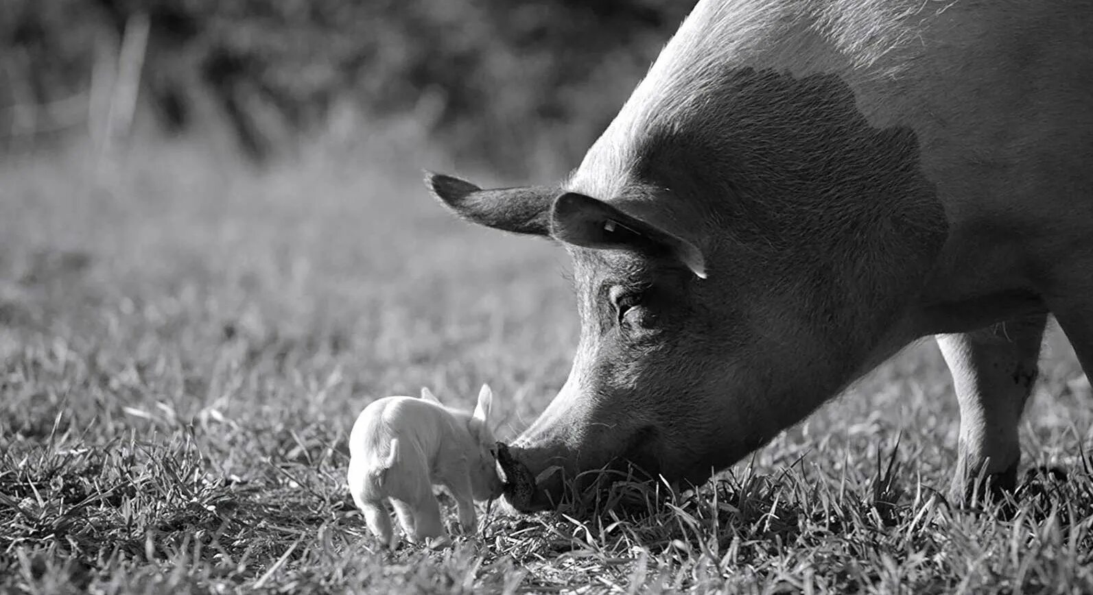 Свинья 1983. Китайский новый год 1983 год. Свинья 1983. Восточный гороскоп кабан. Поросенок с бантом.