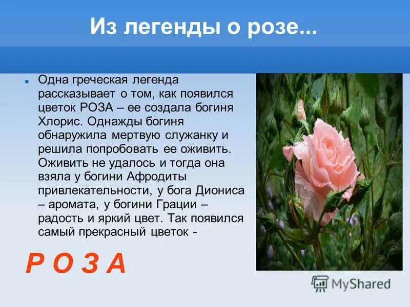 короткие легенды о цветах. мифы и легенды о цветах. легенды о цветах. легенды о цветах маленькие. короткие легенды о цветах.