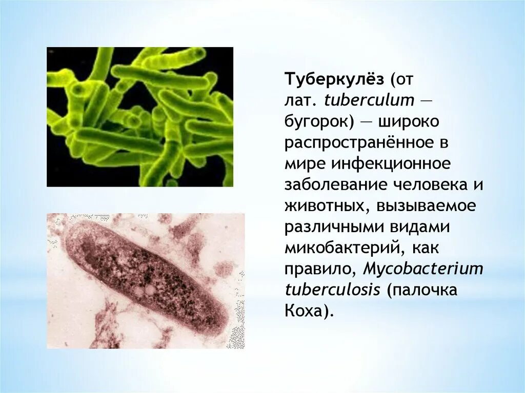 Заболевание туберкулез вызывают бактерии. Палочка Коха строение бактерии. Микобактерия туберкулеза палочка Коха. Строение туберкулёзной палочки. Строение туберкулезной палочки.