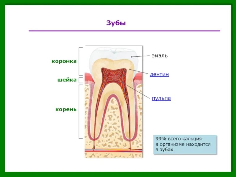 Анатомия зуба коронка шейка корень. Пульпа эмаль дентин коронка шейка корень. Коронка шейка корень дентин. Строение зубакоронка жмаль,.