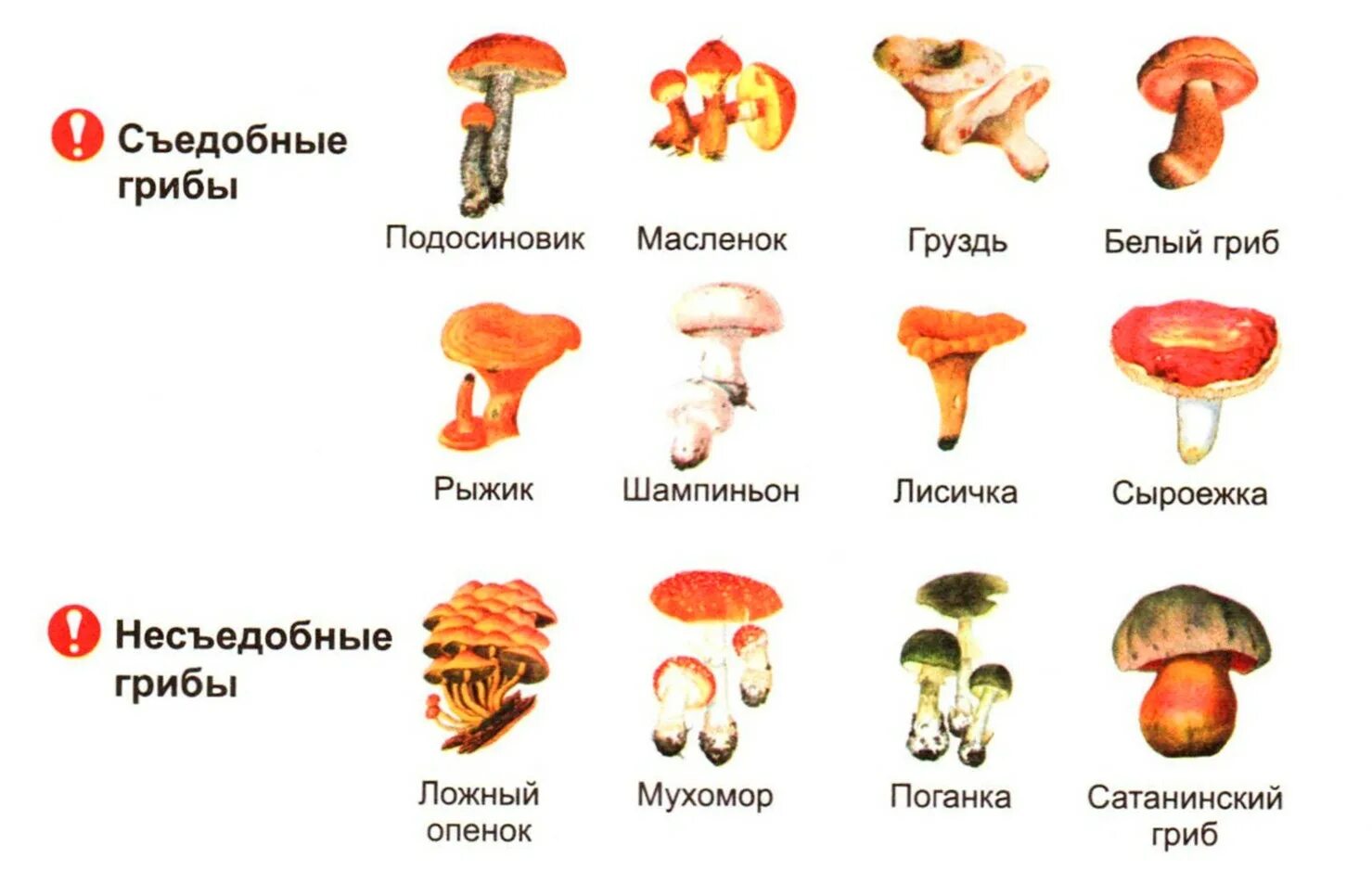 Съедобные и несъедобные грибы рисунок. Съедобные и несъедобные грибы картинки с названиями. съедобные грибы и несъедобные грибы.