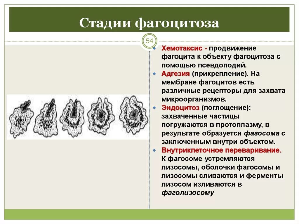 Фазы фагоцитоза микробиология. 4 Стадии фагоцитоза иммунология. Стадии фагоцитоза микробиология таблица. Стадии фагоцитоза микробиология кратко.