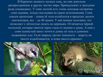 Рассказ про соню