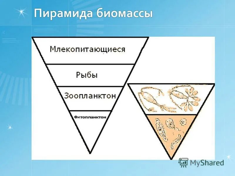 пирамида биомассы водной экосистемы. правило экологической пирамиды. пирамида биомассы в экосистемах океана. экологические пирамиды пирамида биомасс. перевернутая пирамида биомассы.