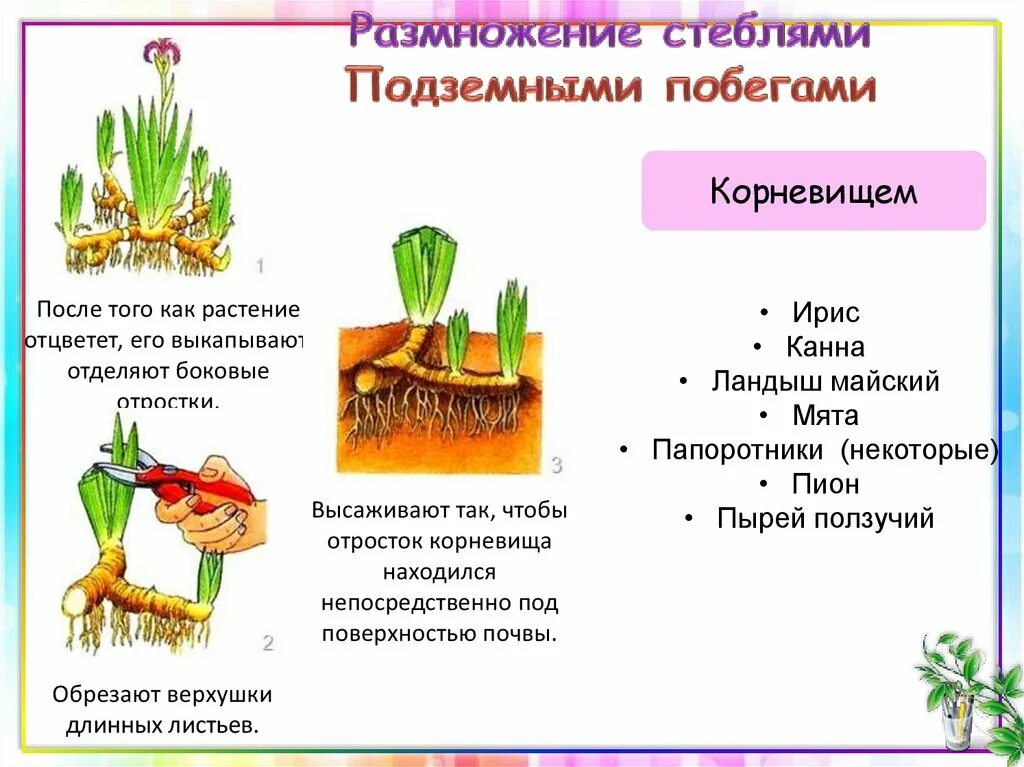 Вегетативное размножение подземными побегами. Размножение стеблями подземными побегами. Вегетативное размножение растений корневищами. Стеблевой побег размножение. Размножение растений и его значение 6 класс