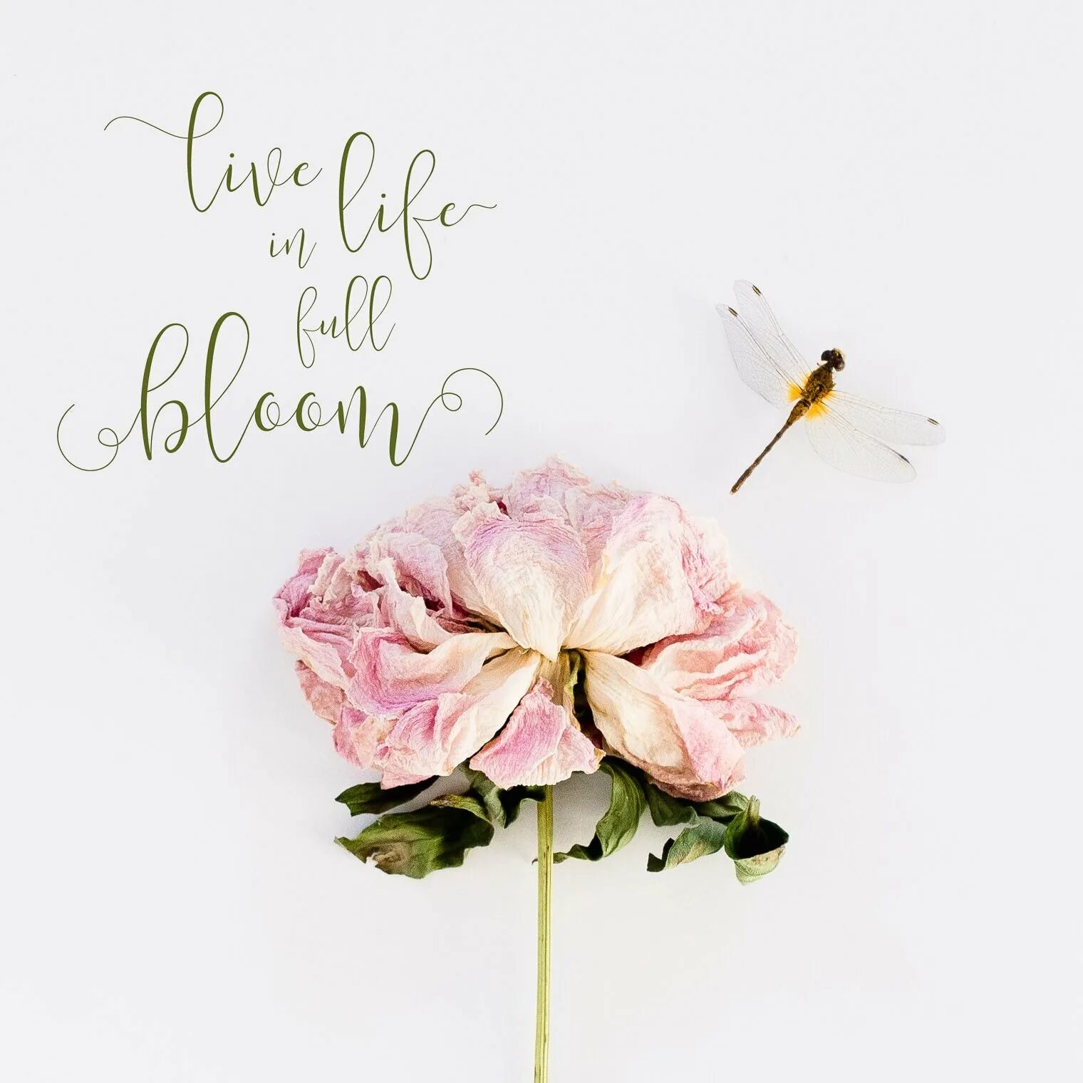 Цитаты про букеты. Цитаты про цветы. Цитаты про цветы. Пост про букеты. Цитаты про букеты.