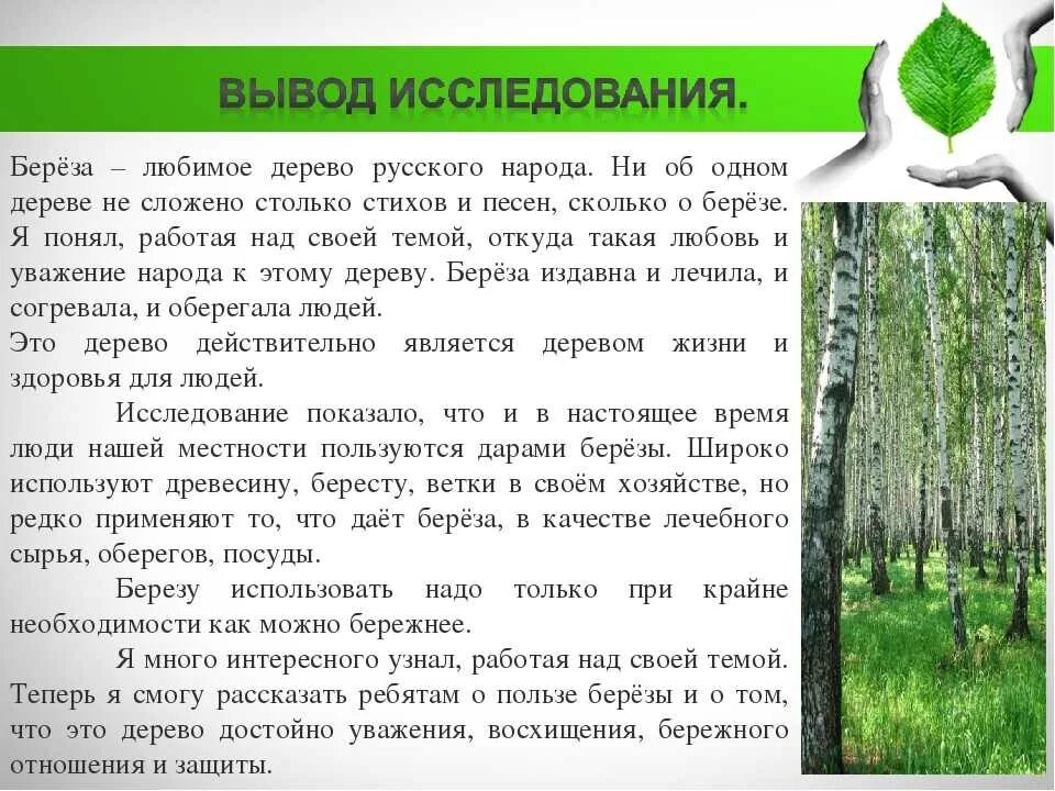 Береза живет дерево. Рассказ о Березе. Сообщение о Березе. Береза рассказ для детей. Доклад про березу.