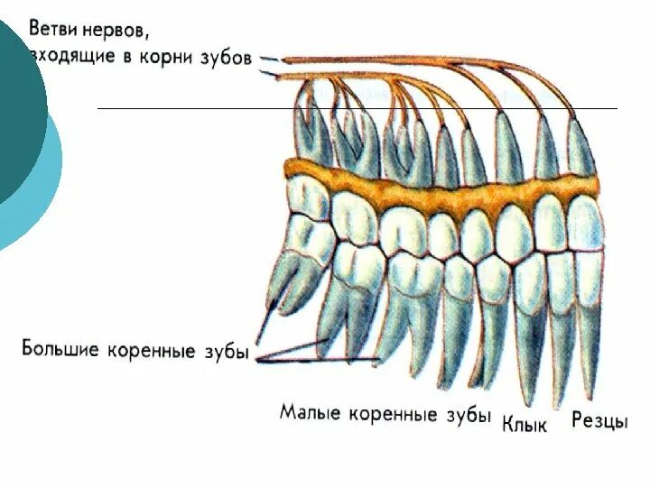 Строение зубов человека с корнями.