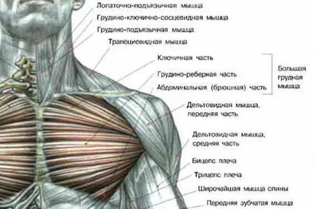Сколько грудных мышц