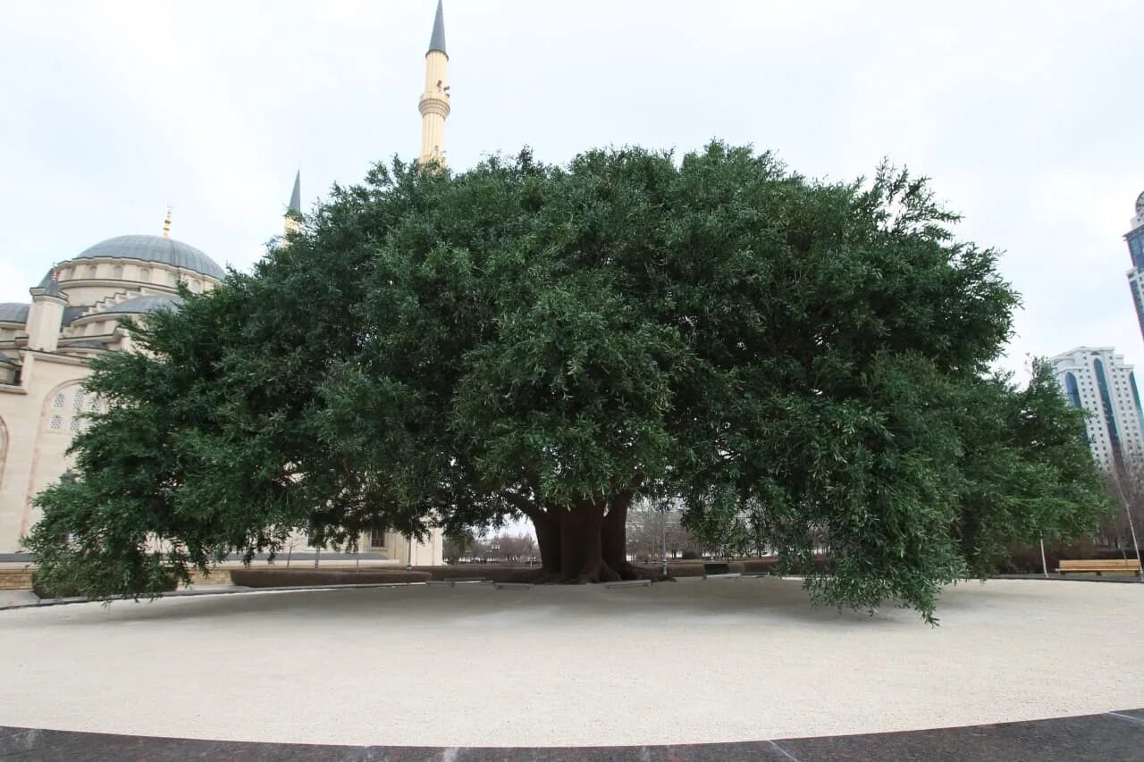 Дерево пророка Мухаммеда. Дерево пророка в Грозном. Дерево в Чечне пророка.