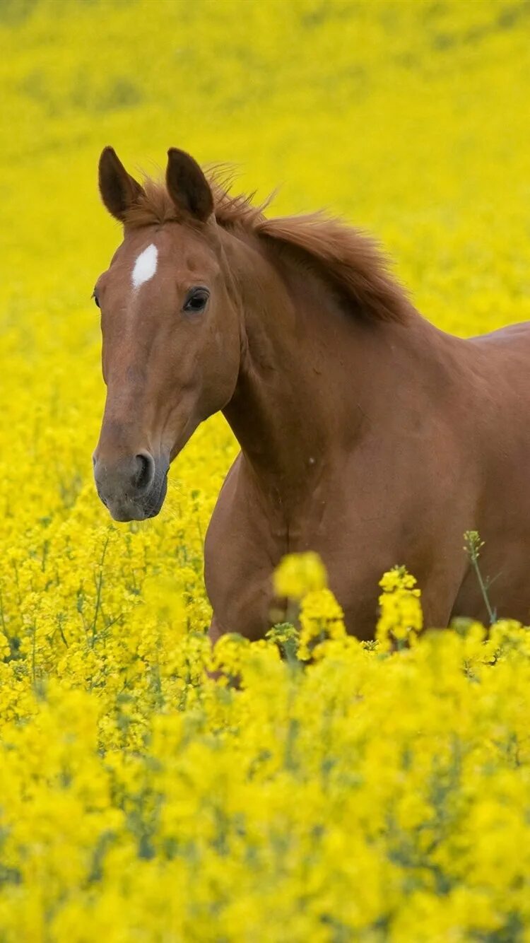 Желтая лошадь. Лошадь в цветах. Животные желтого цвета. Обои лошади.