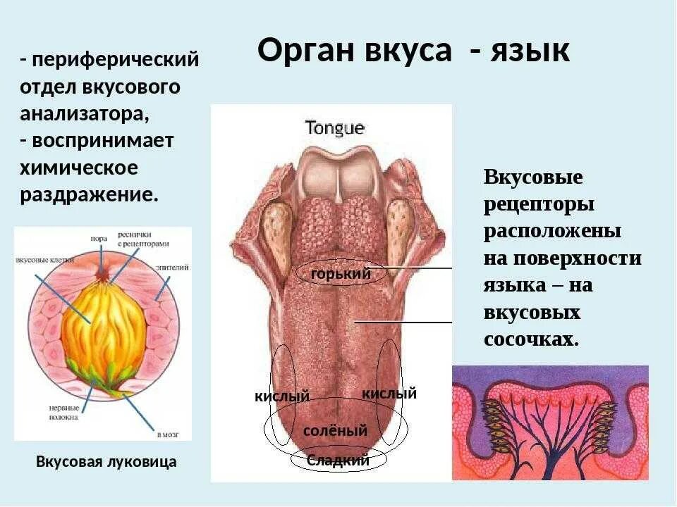 Анализаторы обоняния и вкуса. Орган вкуса у человека. Характеристика органа вкуса.