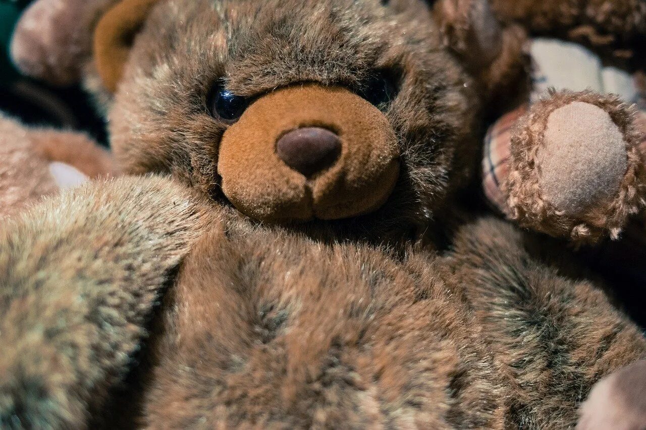 A brown teddy bear. Мишка Тедди. Пушистый Медвежонок. Плюшевый медведь. Морда плюшевого медведя.