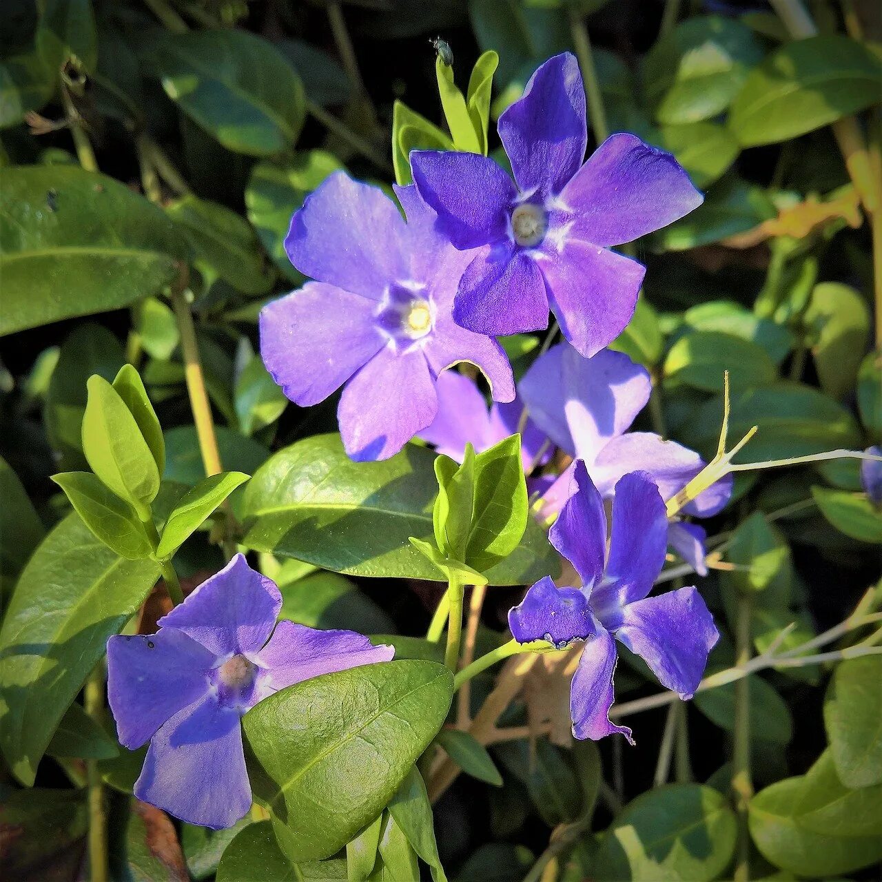 Барвинок цветок. Барвинок малый Вариегата. Барвинок (Vinca Major, Vinca Minor l). Барвинок Бургундии Хало.