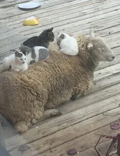 Кошки овцы