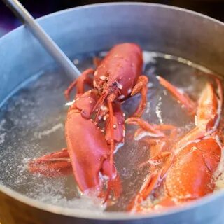 Lobster slowed