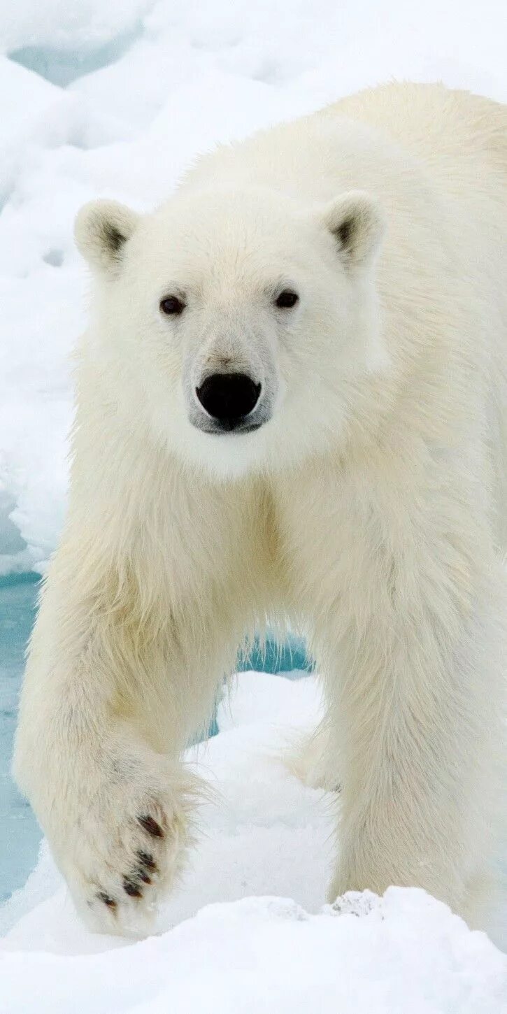 Baby Polar Bear at Berlin Zoo Dies Suddenly